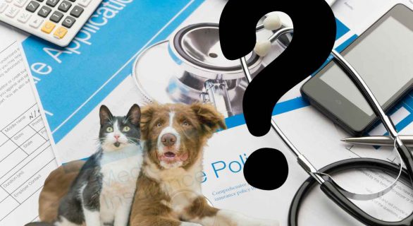 Assurances santé pour chien et chat : comment choisir