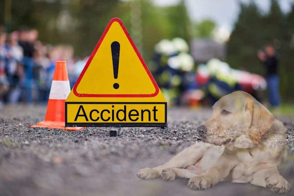 Chien accident les bons réflexes