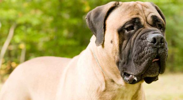 Le Mastiff