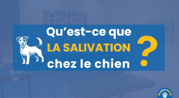 Salivation chez le chien