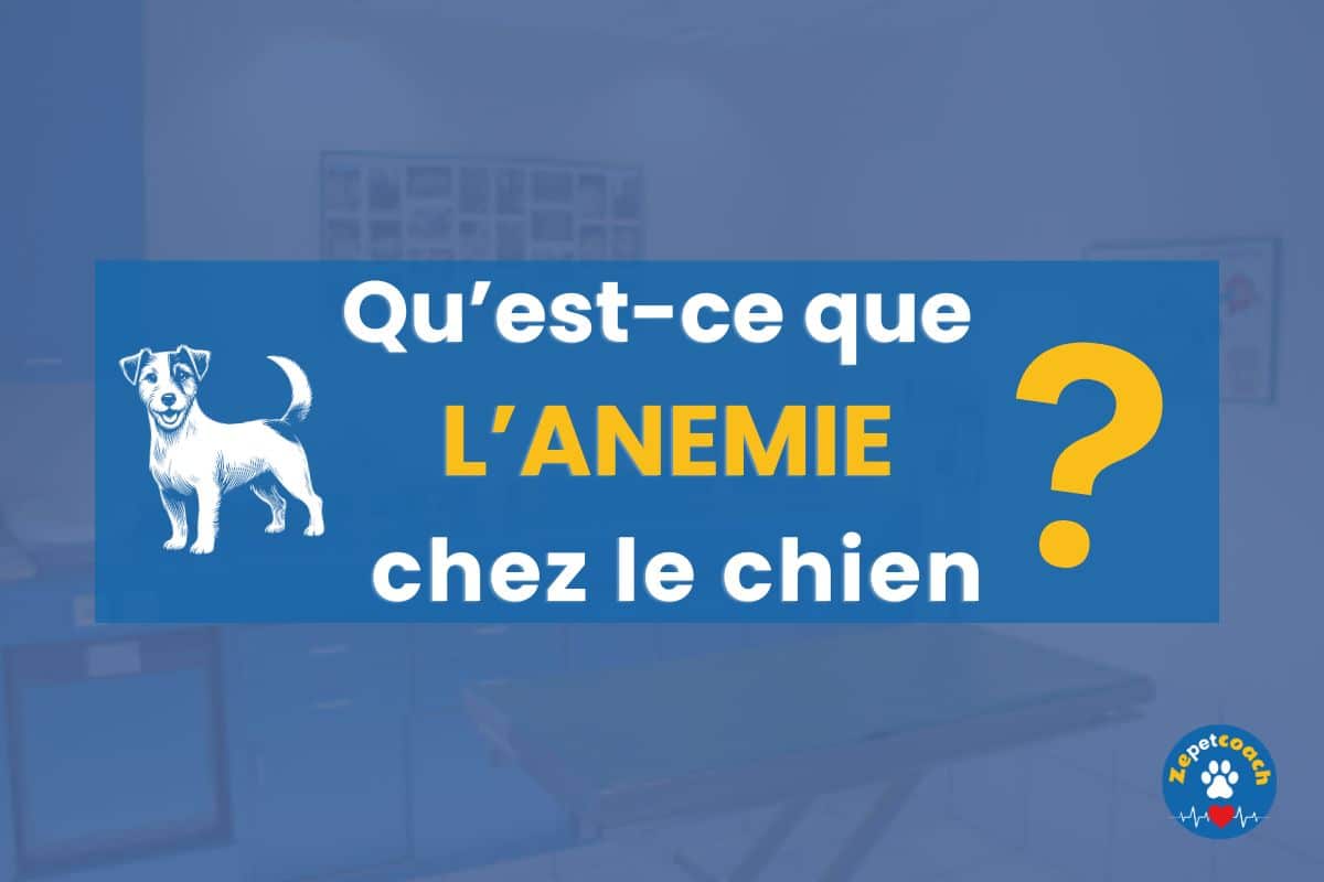 anemie chez le chien