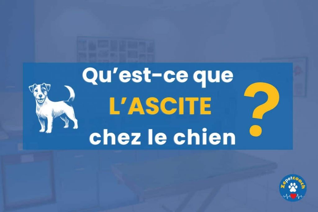 Ascite chez le chien