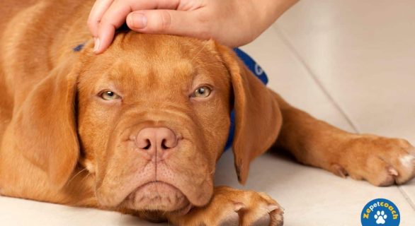 Suspections d'un AVC chez le chien