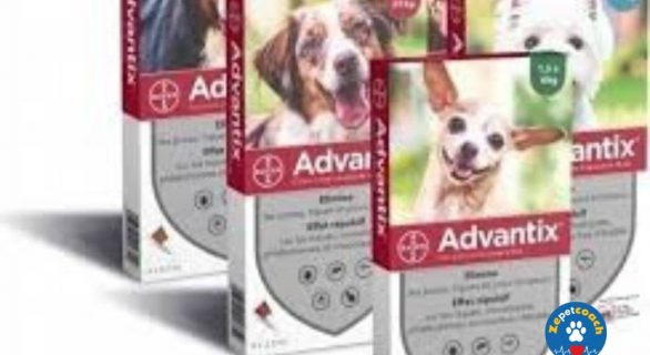 Advantix pour Chiens