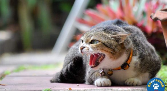 Gérer l'agressivité de votre chat