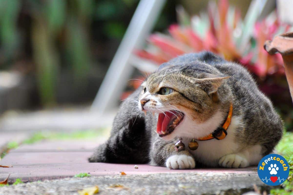 Gérer l'agressivité de votre chat