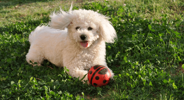 Cocker Spaniel Américain: caractère, santé, alimentation, prix et entretien