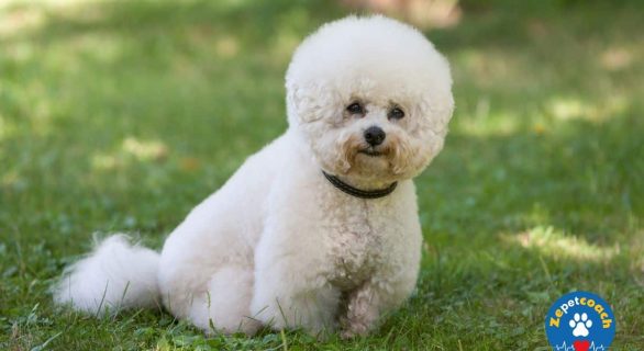 Bichon Frisé chien