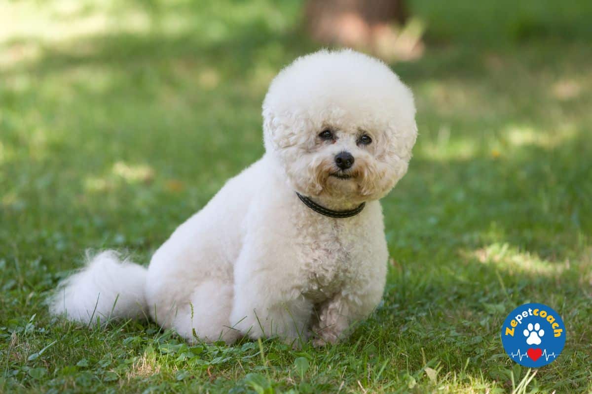Bichon Frisé chien
