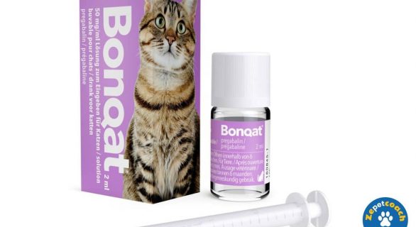 Bonqat sur ordonnance contre l'anxiété du chat