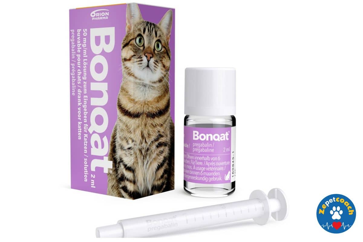Bonqat sur ordonnance contre l'anxiété du chat