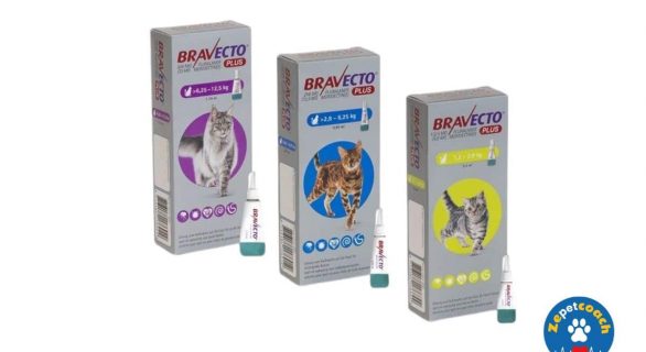 Bravecto Plus Chat Spot-on