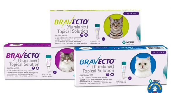 Bravecto Chat Spot-on