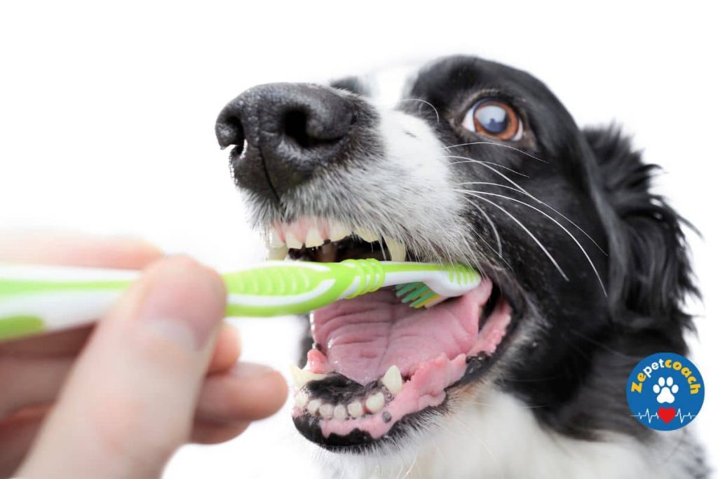 Brosser les dents de votre chien