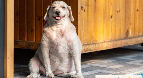 Soins-pour-le-chien-age