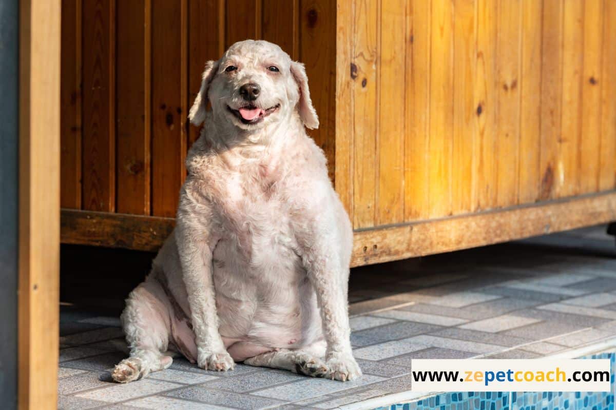 Soins-pour-le-chien-age