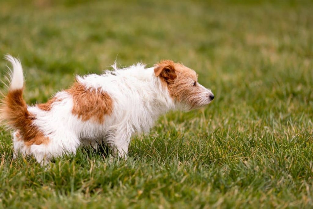 chien infections urinaires