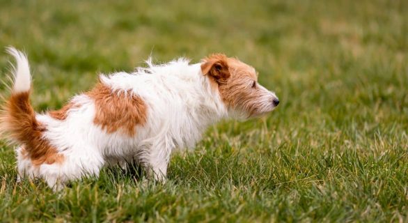 chien infections urinaires