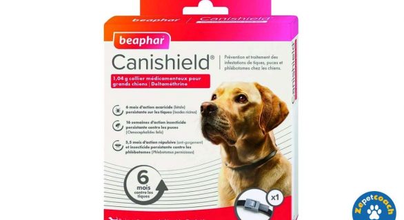Canishield chien