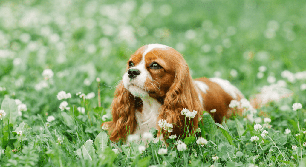 Cavalier King Charles: caractère, santé, alimentation, prix et entretien