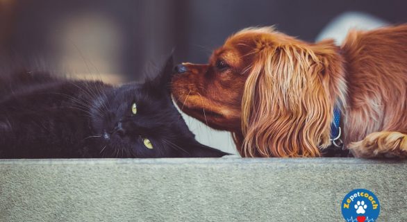 Réaction face à des vomissements