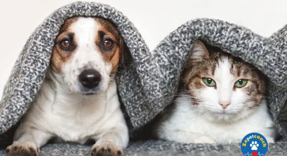 Protégez les chiens et les chats contre le froid
