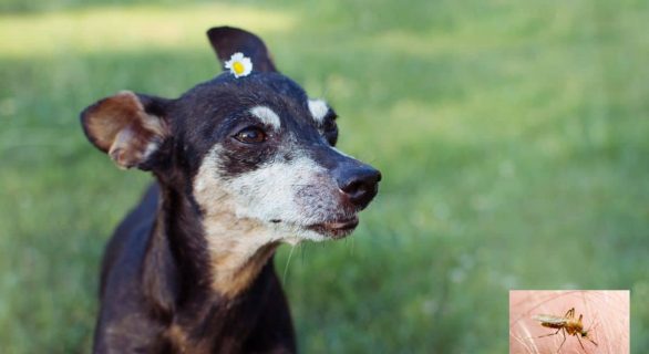 La Leishmaniose Canine transmise par le phlébotome