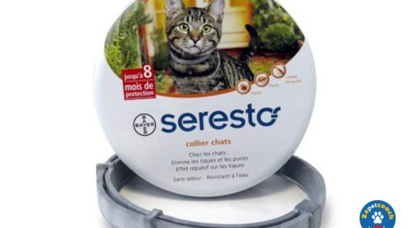 Collier Seresto Chat