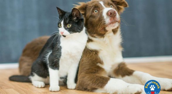Conseils sur le coup de chaleur