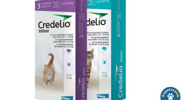 Credelio 48mg Chat