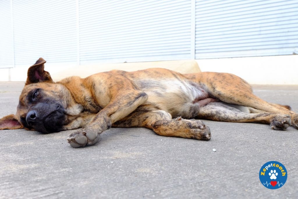 Manifestations du diabète chez le chien 