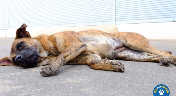 Détection de la diabète chez le chien