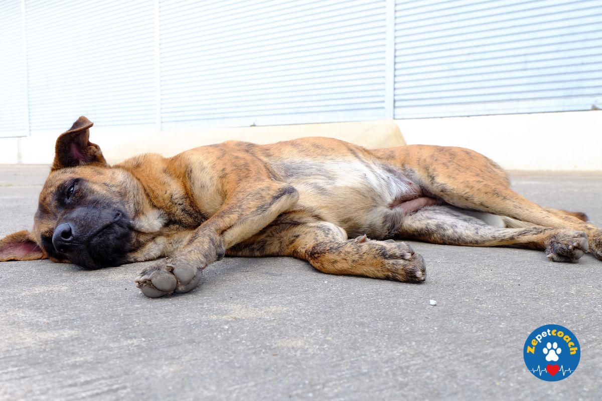 Détection de la diabète chez le chien