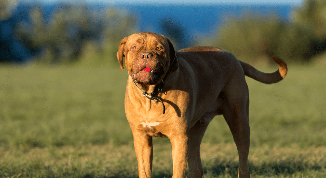 Dogue de Bordeaux: caractère, santé, alimentation, prix et entretien