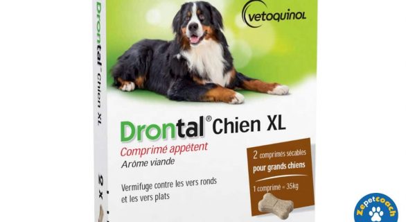 Drontal Chien