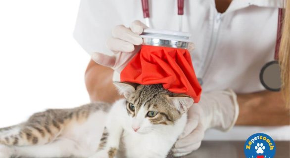 Fièvre chez le chat
