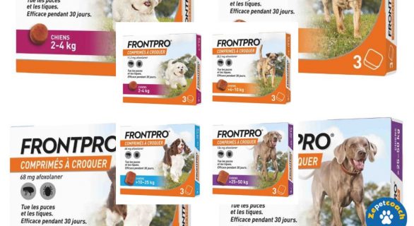 FrontPro Chien