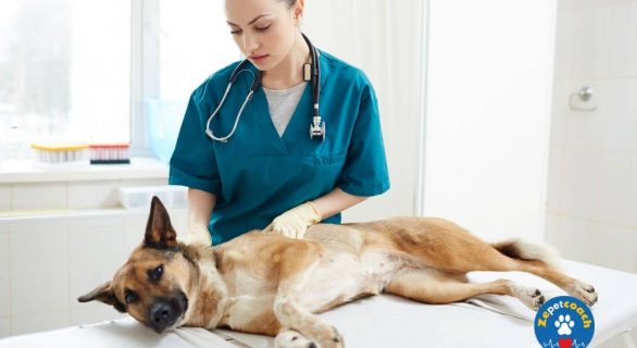 Hépatite de Rubarth chez le chien