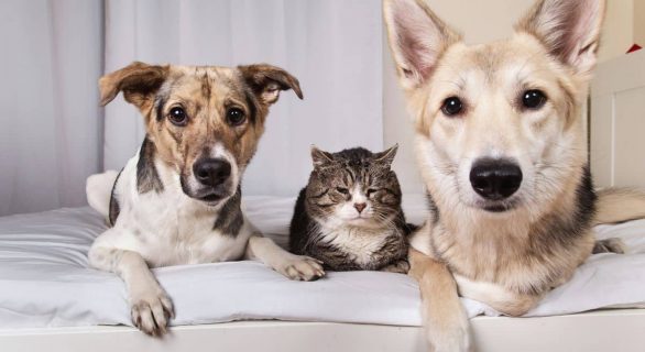 Hygiène des oreilles du chien et du chat