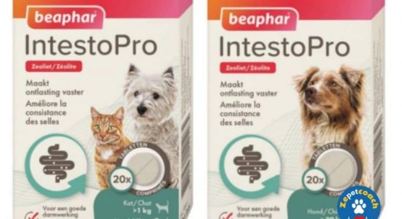 IntestoPro Comprimés