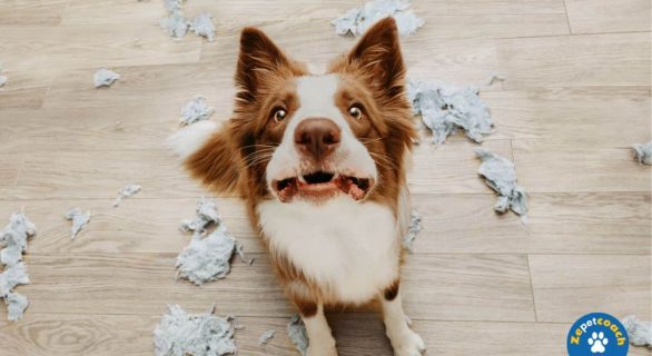 Les crises d'angoisse chez le chien