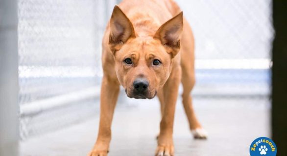 Repérez la grossesse nerveuse chez le chien