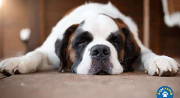 Signes de la leishmaniose chez le chien