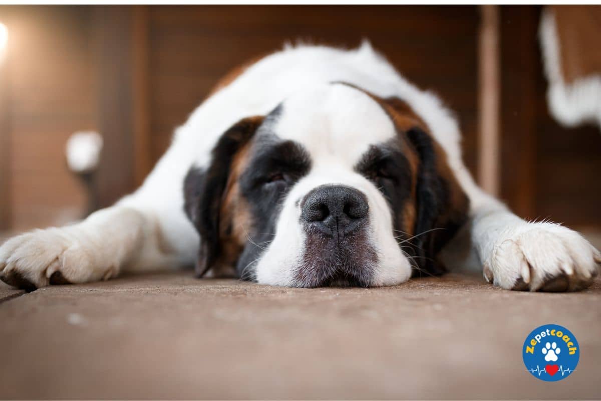 Signes de la leishmaniose chez le chien