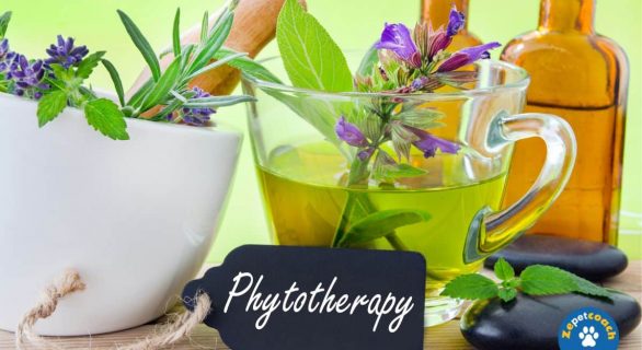 Savoir les bienfaits de la phytothérapie