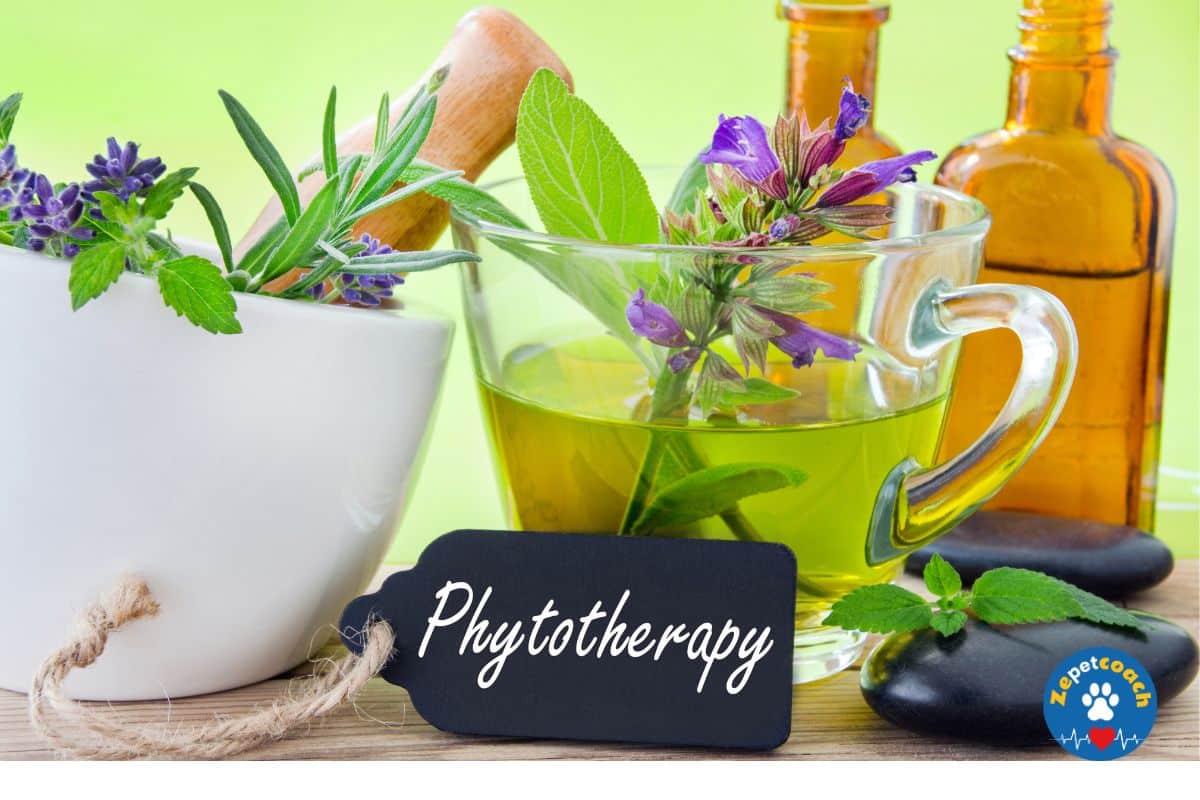 Savoir les bienfaits de la phytothérapie