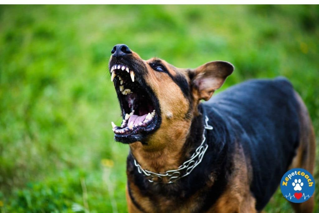 Symptômes du chien atteint de la rage 