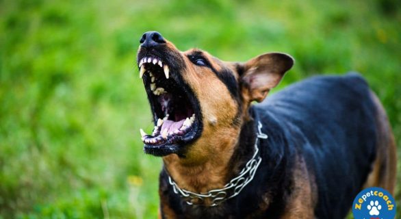 La rage chez le chien
