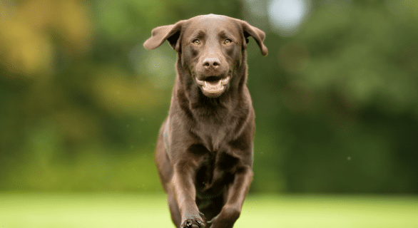 Hyperparathyroïdie chez le chien