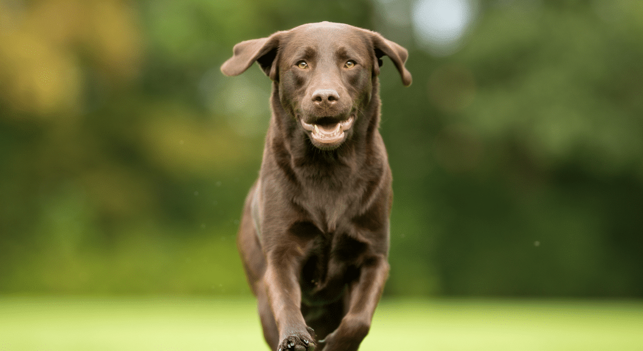 Hyperparathyroïdie chez le chien